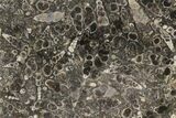 Polished Fossil Turritella Agate Stand Up - Wyoming #193597-1